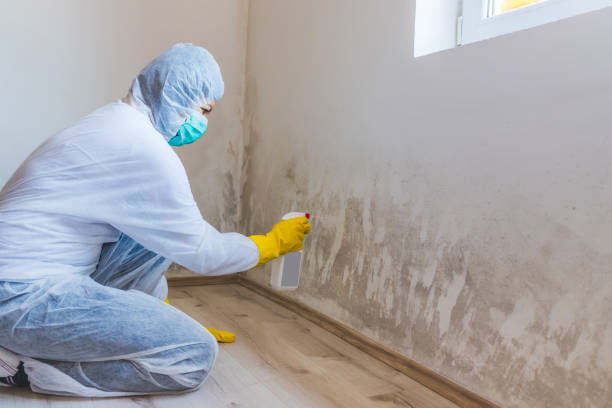 Licensed Attic Mold Remediation service in Bellefonte, PA - Car Mold Remediation
