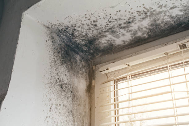Affordable Attic Mold Remediation solutions in Bellefonte, PA